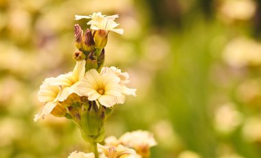 Sirinchium striatum, Meise, Belçika