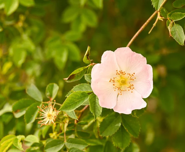 Close Rosa Arvensis Meise Belgium — Stock Photo, Image