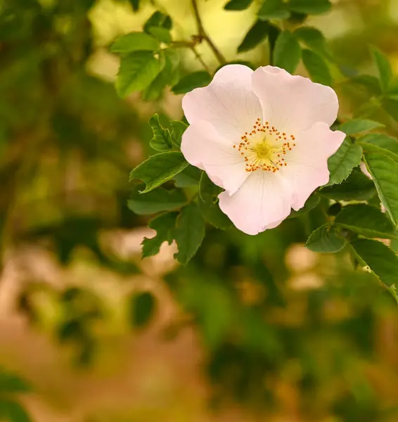 Close Rosa Arvensis Meise Belgium — Stock Photo, Image