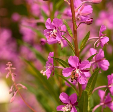Belçika 'da epilobiyum angustifolium yakın çekim