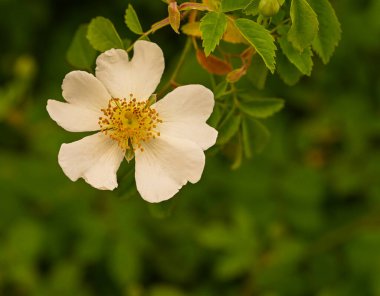 Rosa arvensis, Belçika 'ya yakın çekim