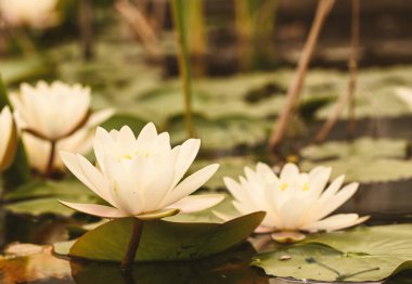 nymphaea alba, Belçika 'ya yakın çekim
