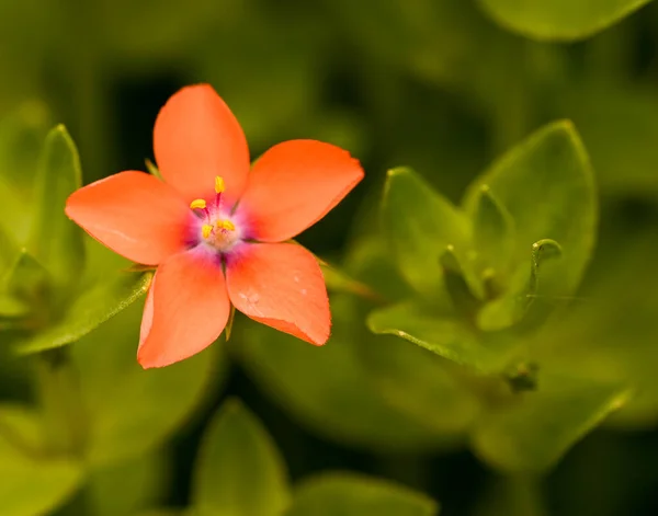 Belçika, Anagallis arvensis 'e yakın çekim
