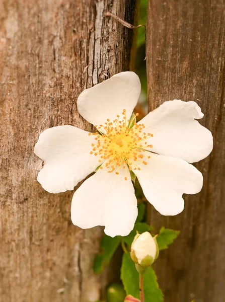 Close Rosa Arvensis Belgium — Stock Photo, Image