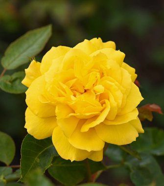 Bir gül bahçesine yakın çekim