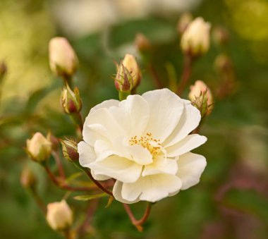 Bir gül bahçesine yakın çekim