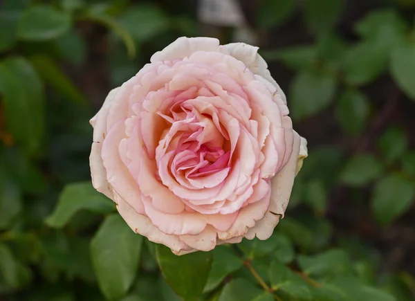 Крупный План Розового Сада — стоковое фото