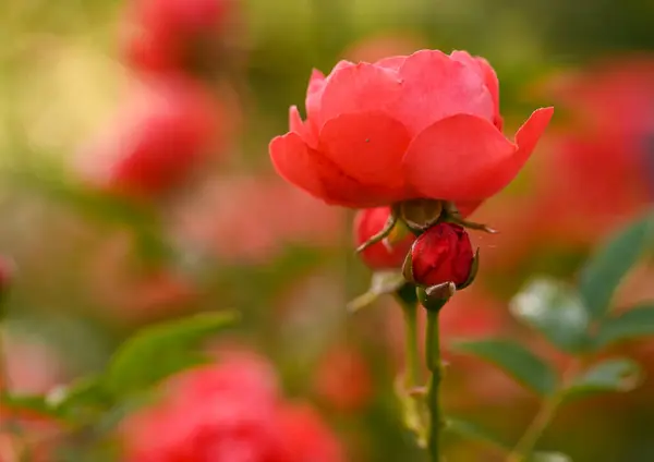 Közelkép Egy Rózsakertről — Stock Fotó