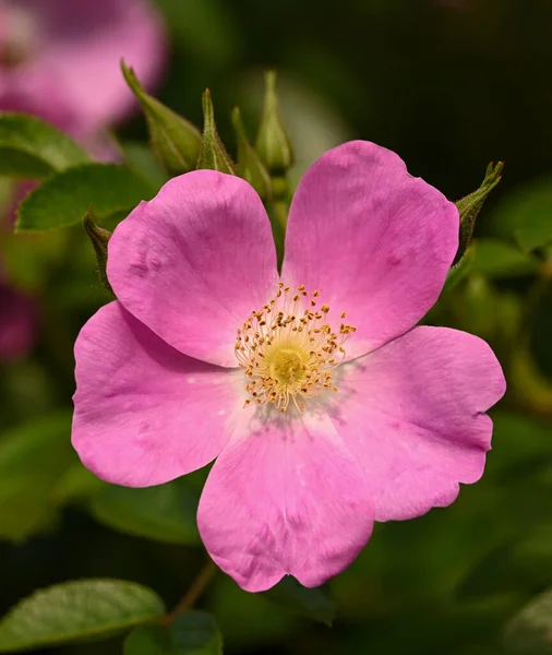 Close Rose Garden — Stock Photo, Image