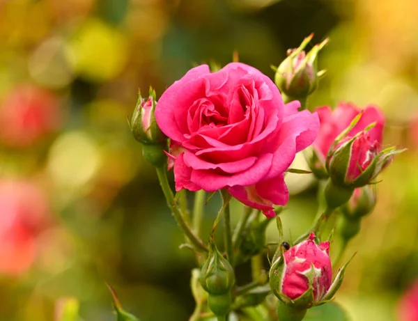 Közelkép Egy Rózsakertről — Stock Fotó