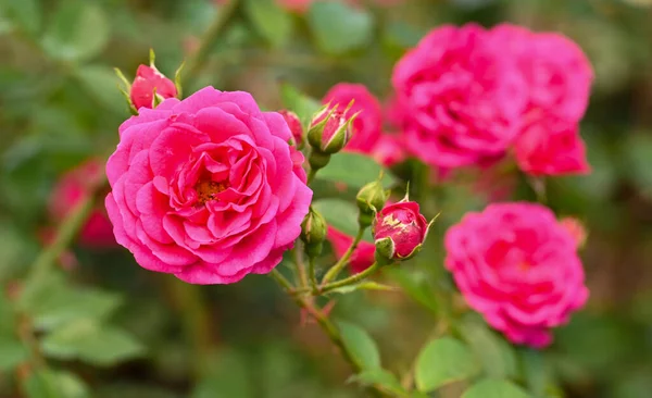 Close Rose Garden — Stock Photo, Image