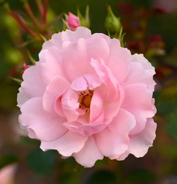Close Rose Garden — Stock Photo, Image