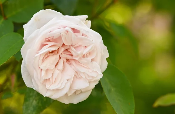 Close Rose Garden — Stock Photo, Image