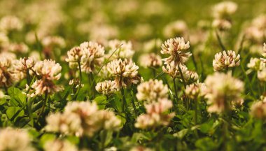 Trilyum pişmanlıklarına yakın çekim