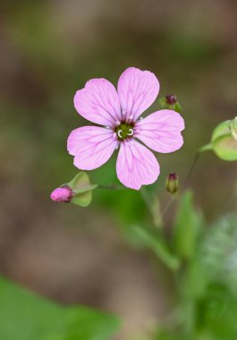 Portekiz, İspanya, Belçika 'ya yakın çekim