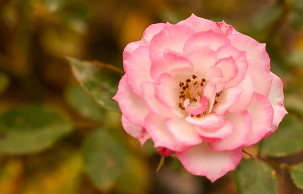 Beautiful Close Rose Garden — Stock Photo, Image