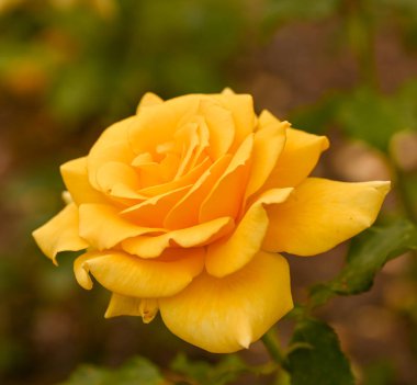 Güzel bir gül bahçesinin yakın çekimi