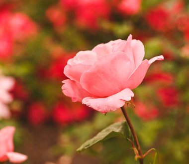 Güzel bir gül bahçesinin yakın çekimi