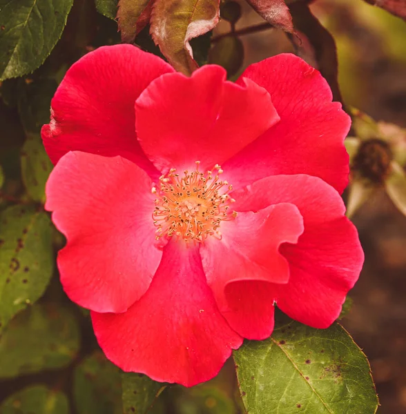 Красива Крупним Планом Трояндовий Сад — стокове фото