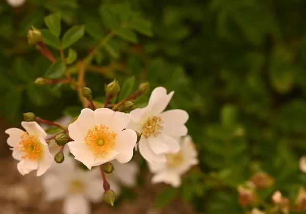 Piękne Zbliżenie Ogrodu Różanego — Zdjęcie stockowe