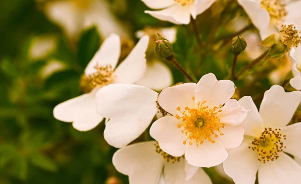 Piękne Zbliżenie Ogrodu Różanego — Zdjęcie stockowe