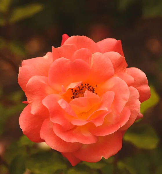 Beautiful Close Rose Garden — Stock Photo, Image