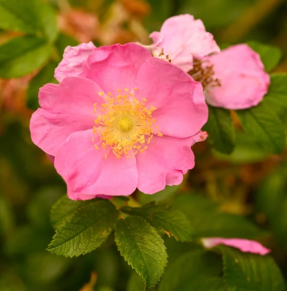 Beautiful Close Rose Garden — Stock Photo, Image