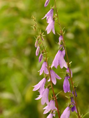Belçika 'daki Campanula Rapunculoides' e yakın çekim