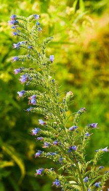 Echium vulgare 'nin güzel yakın çekimi