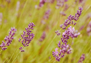 Lavandula angustifolia, Belçika 'ya yakın çekim
