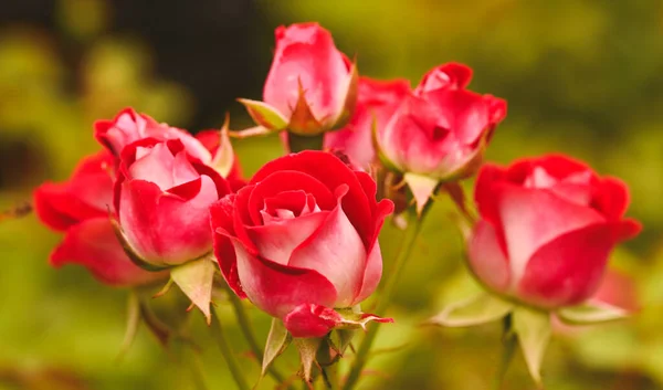 Gyönyörű Közeli Kép Egy Rózsakertről — Stock Fotó