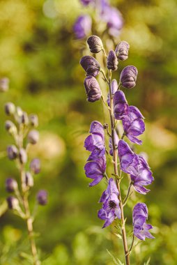Belçika 'da aconitum napellus' a yakın çekim