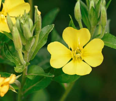 Bir yıldız çiçeğinin güzel yakın çekimi, Belçika