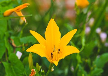 Küçük hemerocallis, Belçika