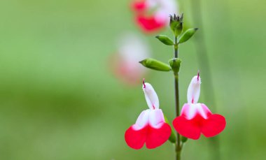 Salvia microphylla, Enghien Park, Belçika
