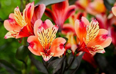 Bahçedeki güzel alstromerya