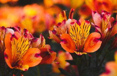 Bahçedeki güzel alstromerya