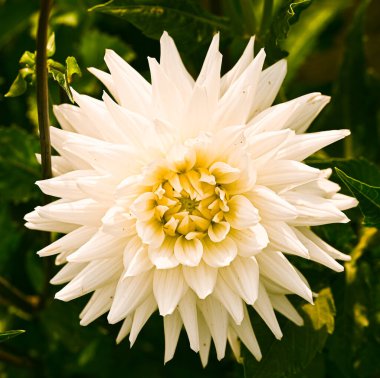 Beautiful close-up of a white dahlia