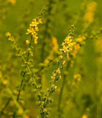 Belçika, Tarım ve Ekvator 'a yakın çekim