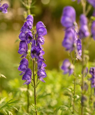 Belçika 'da aconitum napellus' a yakın çekim