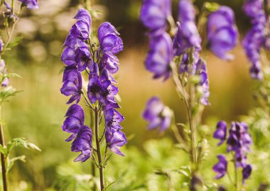 Belçika 'da aconitum napellus' a yakın çekim