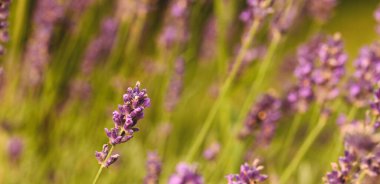 Lavandula officinalis, Belçika 'ya yakın çekim