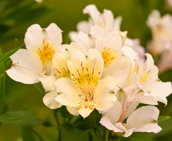 Piękna Alstroemeria Ogrodzie — Zdjęcie stockowe