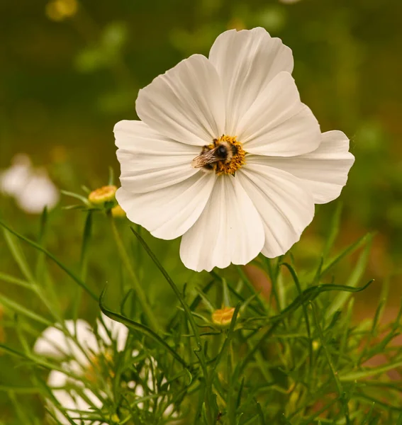 Kozmos Çiçeğinin Üzerinde Bir Yaban Arısı — Stok fotoğraf