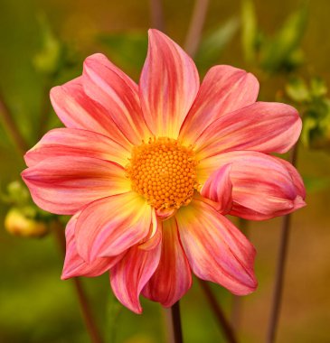 Beautiful close-up of an orange dahlia