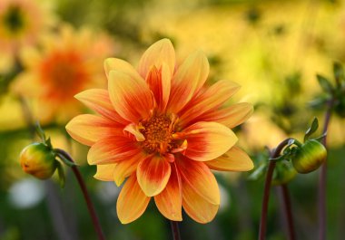 Portakallı bir yıldız çiçeğinin güzel yakın çekimi