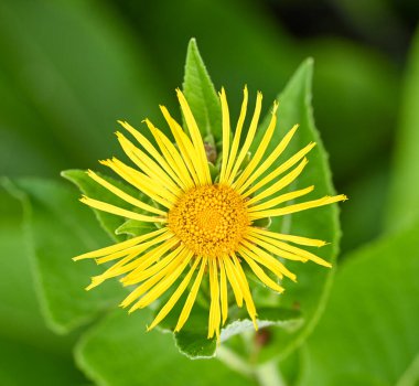 Inula Helenium, Belçika 'ya yakın çekim