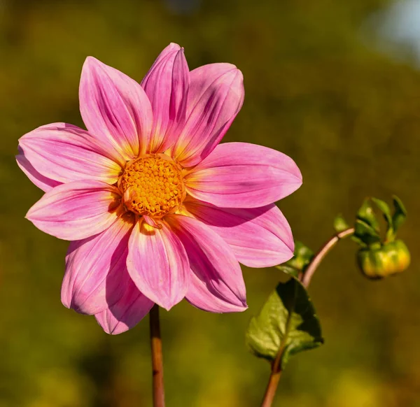 Beautiful Close Pink Dahlia — Foto Stock