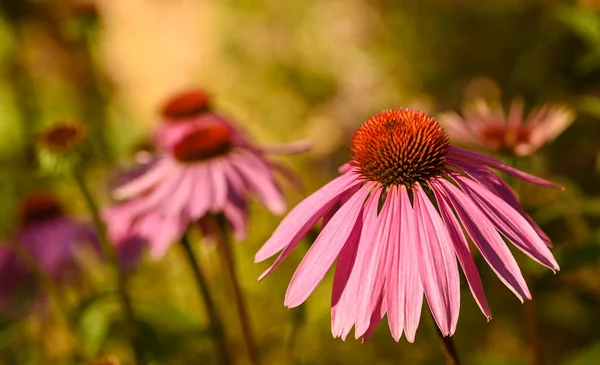 Beautiful Close Echinacea Purpurea Belgium — Foto de Stock