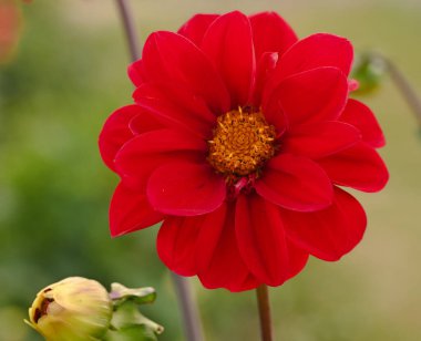 Kırmızı yıldız çiçeğinin güzel yakın çekimi